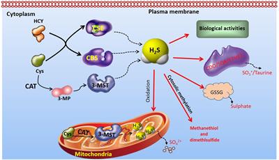 The Role of Hydrogen Sulfide on Cardiovascular Homeostasis: An Overview with Update on Immunomodulation